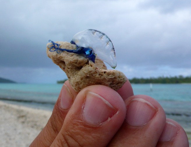They Portuguese man-o-war may look pretty- or you may only see the stinger and wonder 