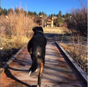 I love going to walk with my beautiful babies, Stanley and Abby. It helps me cleanse my mind to breathe in the beauty of my surroundings and reminds me there's more out there than whatever it is I'm stressed about at the time. Stanley pictured here.